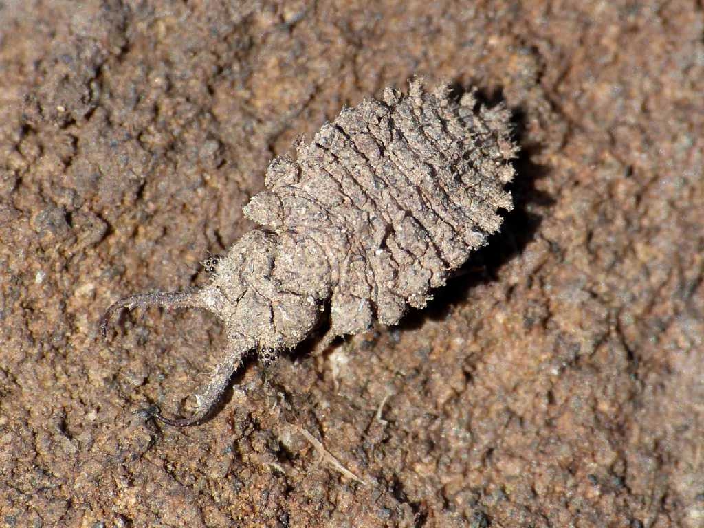 Larva Palpares o Libelloides? - Tolfa (RM)